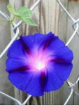 image of flower