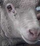 image of animal