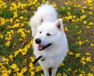 image of samoyed #20