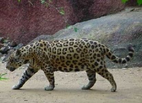 image of jaguar_car