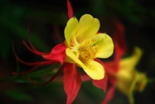 image of flower