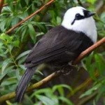 image of bird