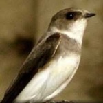 image of bird