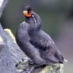 image of bird