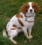 image of brittany_spaniel