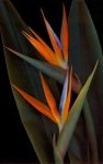 image of flower