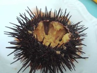 image of sea_urchin #21
