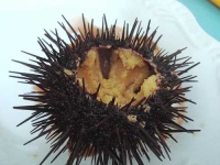image of sea_urchin