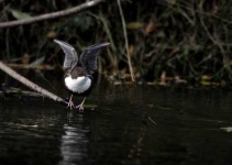 image of water_ouzel