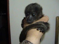 image of howler_monkey