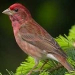 image of bird
