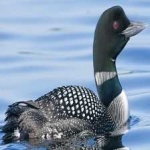 image of bird