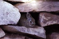 image of wood_rabbit