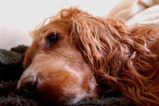 image of irish_setter