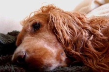 image of irish_setter #0