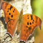 image of animal