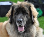 image of leonberg