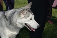 image of eskimo_dog