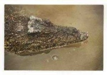 image of animal