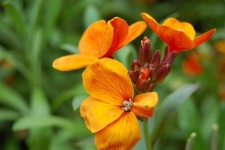 image of flower