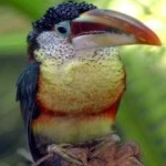 image of bird