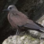 image of bird