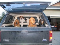 image of bloodhound