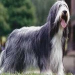 image of bearded_collie #2