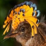 image of bird