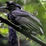 image of bird