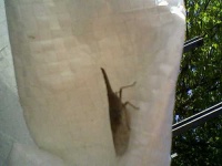 image of leafhopper