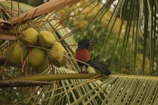 image of coucal