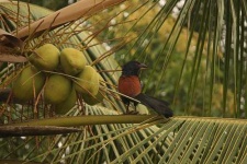 image of coucal #22