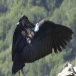 image of bird