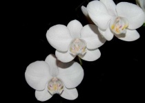 image of moon_orchid #15