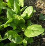 image of spinach #11