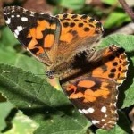 image of animal