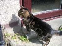 image of tiger_cat