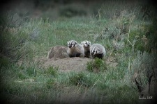 image of badger