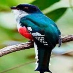 image of cuban_trogon #27