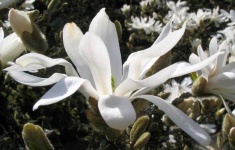 image of magnolia #43