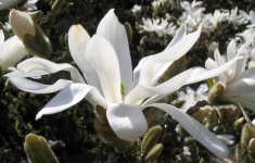 image of flower