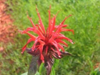 image of flower