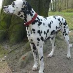 image of animal