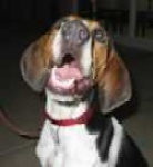 image of walker_hound