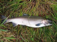 image of coho