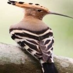 image of bird
