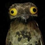image of bird
