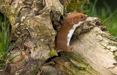 image of weasel