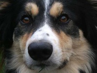 image of collie #12